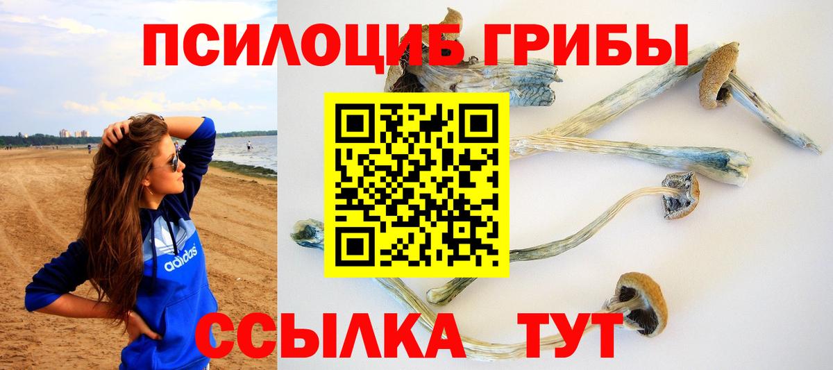 Котлас  Галлюциногенные грибы Psilocybine cubensis  Вход с VPN 